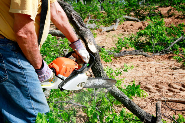 Trusted Kimball, NE Tree Services Experts